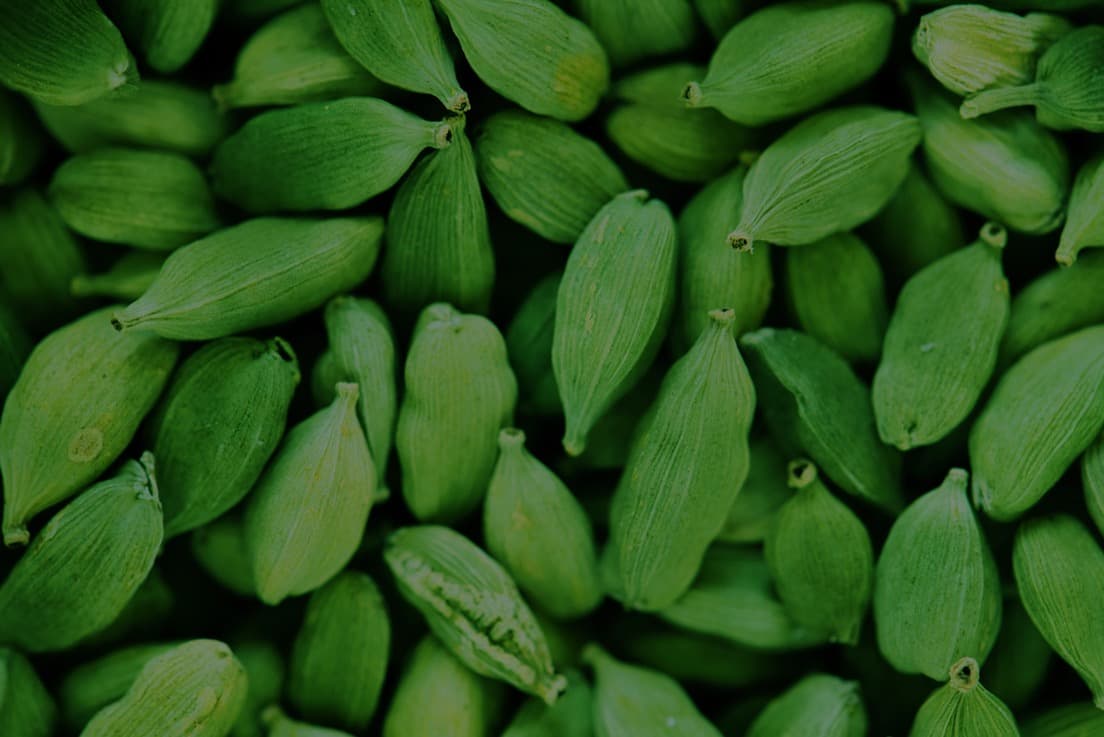 Cardamom fields near Bodinayakanur, Tamil Nadu